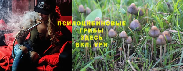 ПСИЛОЦИБИНОВЫЕ ГРИБЫ Новозыбков